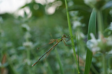 Wall Mural - Dragonfly on a green background. Insects in nature.