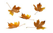 © photohampster - Brown dry maple fallen leaves set isolated transparent png. Autumn season flying foliage.