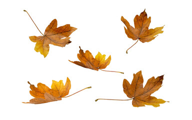 Wall Mural - brown dry maple fallen leaves set isolated transparent png. autumn season flying foliage.