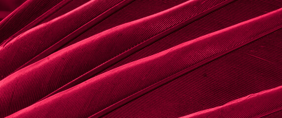 red feather bird macro photo. texture or background