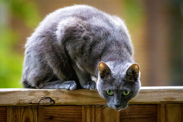 Wall Mural - Beautiful Russian blue cat portrait outdoors