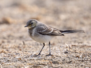 Wall Mural - Juvenile White wagtail (Motacilla alba)