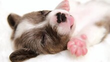 Adorable Cute Newborn Merle Puppy Welsh Corgi Cardigan Sleeping On Back. Little Dog Sleep On White Plaid