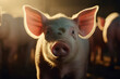portrait of a pig in a pig farm in a neat and clean indoor livestock farm. AI