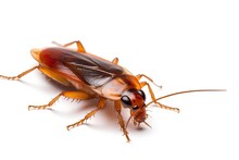 A Cockroach Isolated On White Background. Cockroach. Generative Ai