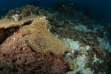 Wall Mural - False clown anemonefish on the bottom. Ocellaris clownfish in symbiosis with the anemon. False percula clownfish during dive in Raja Ampat. Small orange fish with white strips livin in anemone. 