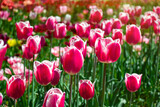 Fototapeta Tulipany - field of spring tulips