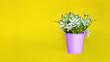 bucket with flowers on a yellow background