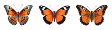 Colored Butterfly Isolated On White Clip Art