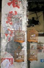 Canvas Print - ASIA CHINA HONGKONG BIRD MARKET