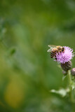 Fototapeta Dmuchawce - bee on a thistle flower with lots of negative space and green background