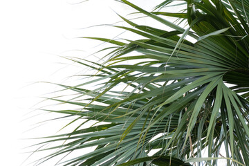 Wall Mural - Palm leaves isolated on white background. Green leaves of palm tree.