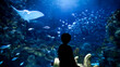 © Kyrylo Ryzhov - Silhouette of little boy looking on fishes and sharks swimming in big aquarium at zoo. 23rd of March, 2023, Istanbul, Turkey, Sea Life Aquarium
