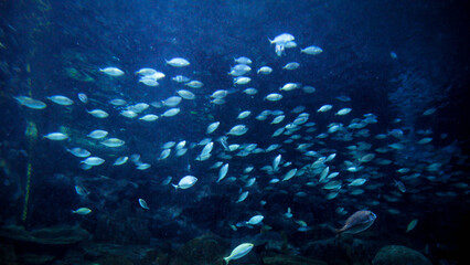 Stingray, sharks and fishes swimming in big aquarium. Abstract underwater background or backdrop