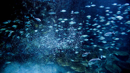 Lots of air bubbles and sea fishes swimming in dark ocean water between coral reefs