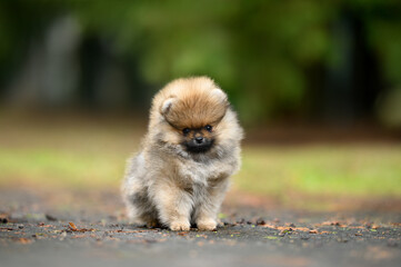 Sticker - tiny pomeranian spitz puppy sitting outdoors in summer