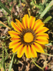 Wall Mural - (Gazania rigens) pretty yellow flower