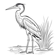 Heron Coloring Pages Png Animals