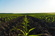 Corn maize agriculture nature field. Green Maize Plants in Ukraine. Farming concept