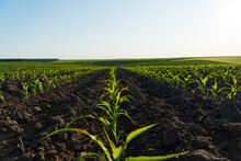 Corn Maize Agriculture Nature Field. Green Maize Plants In Ukraine. Farming Concept