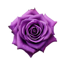 Beautiful Purple Rose Isolated On Transparent Background