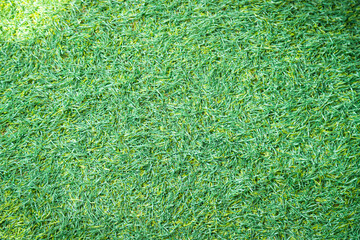 Wall Mural - Green artificial grass natural background