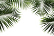© Rawf8 - Palm fresh green tropical branches isolated on transparent background, PNG
