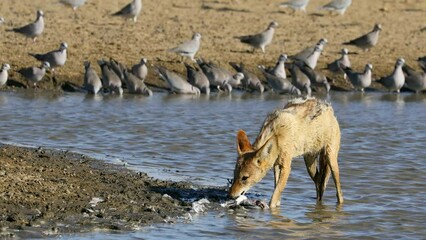 Wall Mural - A black-backed jackal (Canis mesomelas) eating a dove it caught, Kalahari desert, South Africa