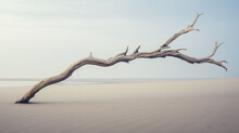 Dry Tree Twigs And White Sand Beach. Minimal Background For Summer Concept. Generative AI