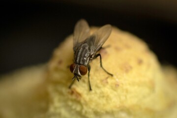 alabama housefly