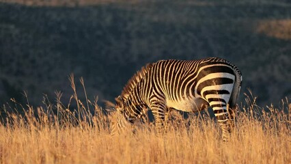 Wall Mural - cape mountain zebras (equus zebra) in grassland at sunrise, mountain zebra national park, south afri