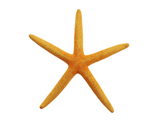 Wall Mural - yellow starfish isolated png file