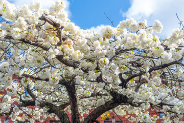 Blossoming sour cherry tree after a rain shower in sunshine and blue sky with white clouds