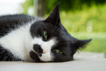 Tired Black And White Cat Resting On A Terrace On A Hot Summer Day