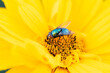 Pszczoła zbierająca nektar