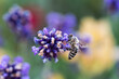 Pszczoła zbierająca nektar z lawendy