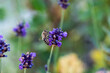 Pszczoła zbierająca nektar z lawendy