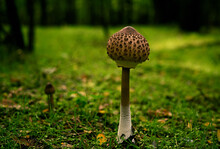 A Large Mushroom, Resembling An Amanita Virosa, With A Long Stem And A Big Cap, Has Grown In A Summer Forest Against The Backdrop Of Lush Green Grass. Close-up.