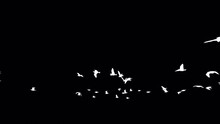 White Silhouette Of Seagulls Animation