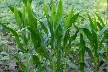 Poster - green corn growing in the field