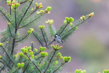 Wall Mural - Rufous-vented tit (Periparus rubidiventris) at Mandala Top, runachal Pradesh, India