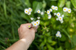 dłoń trzymająca białe kwiatki na tle zieleni 