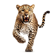 Realistic Illustration Of A Leopard Jumping On A Transparent Background (png).