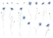 Kornblumen - cornflowers Aquarell Illustration