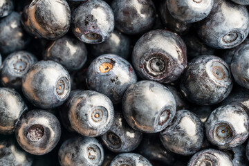 Wall Mural - Fresh wild blueberry background, closeup, top view. Texture blueberry berries, macro