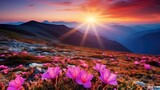 Fototapeta Góry - Blooming pink flower on top mountain at sunset, Beautiful nature.