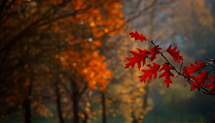 Canvas Print - Beautiful blurred Nature Autumn background.