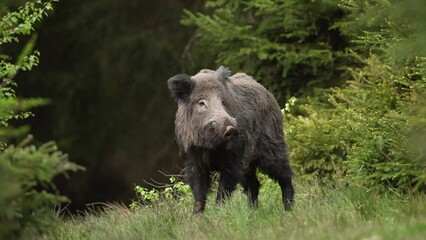 Wall Mural - Wild boar among the trees. Wild pig in the forest during spring season. Wild swine is calm staying in the forest.
