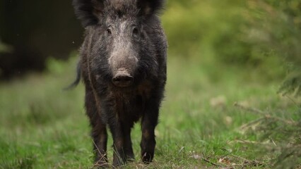Wall Mural - Wild boar among the trees. Wild pig in the forest during spring season. Wild swine is calm staying in the forest.
