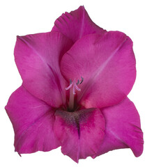 Wall Mural - gladiolus flower isolated